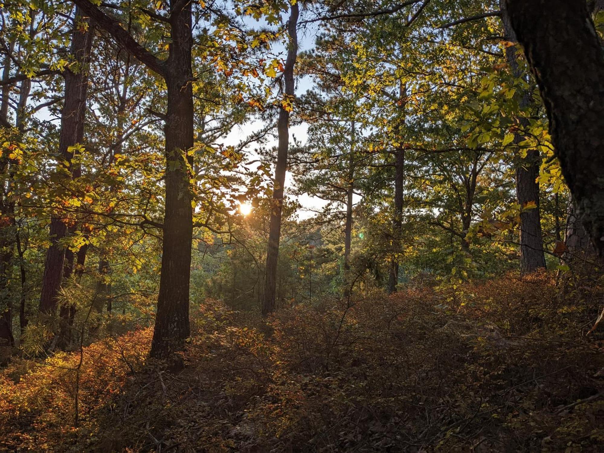 Loblolly Pines Adventure Aframe #1 Villa Eureka Springs Buitenkant foto